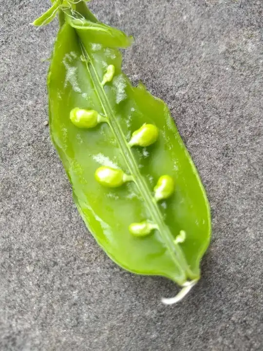 sugar snap pea pod planted