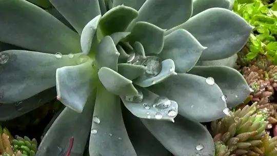 Standing droplets inside succulent