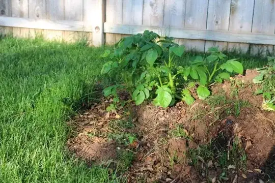 potatoes: Boil'em, mash'em, stick'em in a stew
