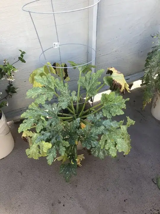 Zucchini plant