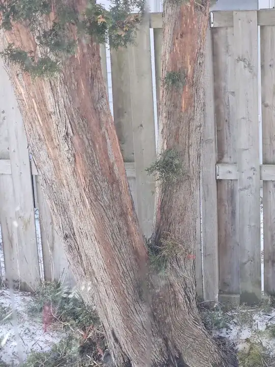 trunk portions showing stripping of bark