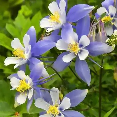 columbine
