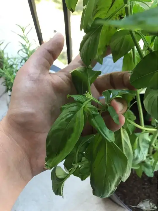 Basil brown spots