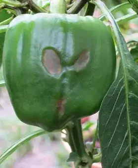 pepper rot picture 1