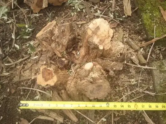 Current state of the largest bush A Buddleja stump, about 16" across and 6" high, with four large trunks.