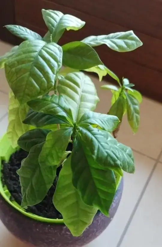 suffering baby coffee plants