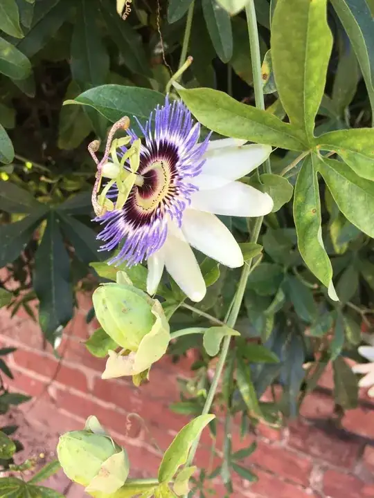 Flowering vine's buds