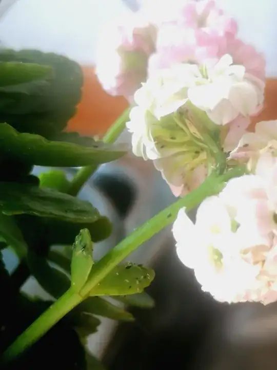 Plant with small insects on stems and leaves