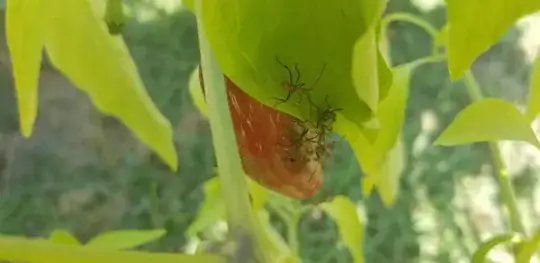 Long-legged green insects