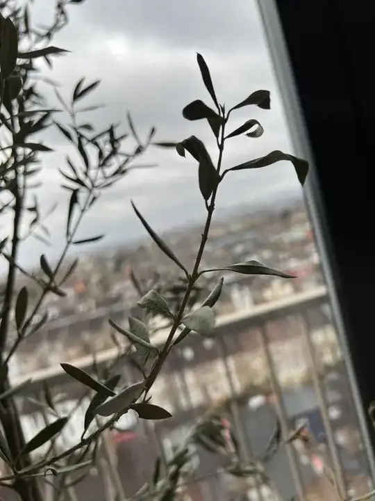 Olive Tree after Xmas underwatering - Leaves Detail