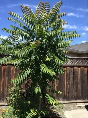 The tree- full height