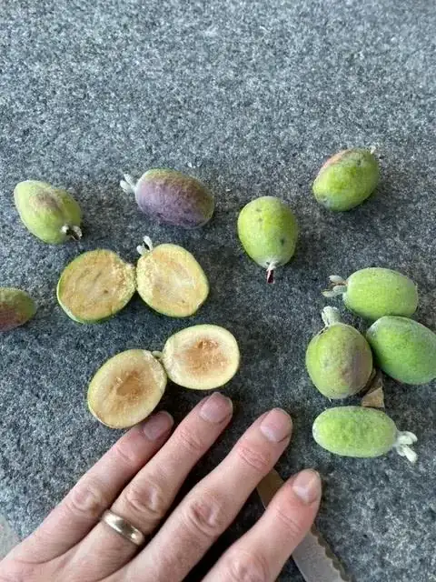 Picked in south of France .. about 2 inches long. Sweet smelling. Any ideas?