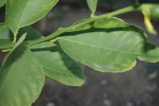 closeup - leaves paling towards edges