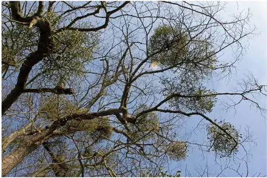 Approximately ten distinct mistletoes in the branches of a leafless tree