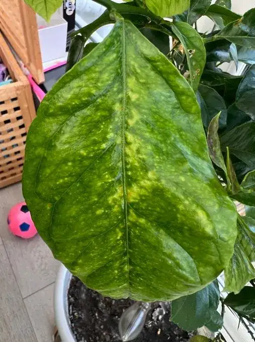 Leaf with yellow discolouration