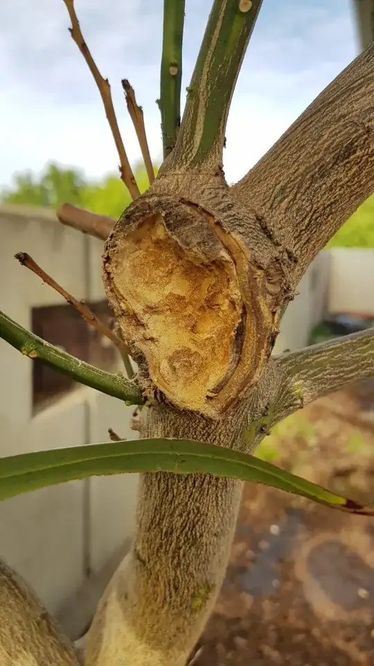 burrowing insect citrus