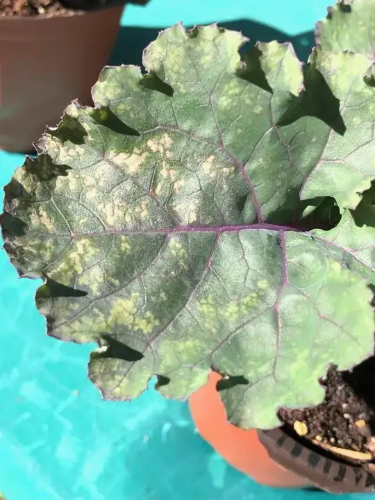 spots on kale leaves