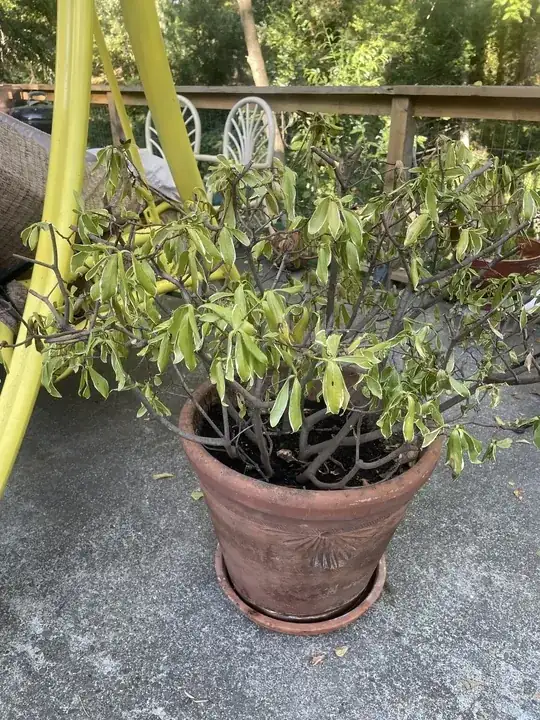 Potted Daphnia with wilted leaves