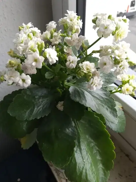 The plant in general appears alright.