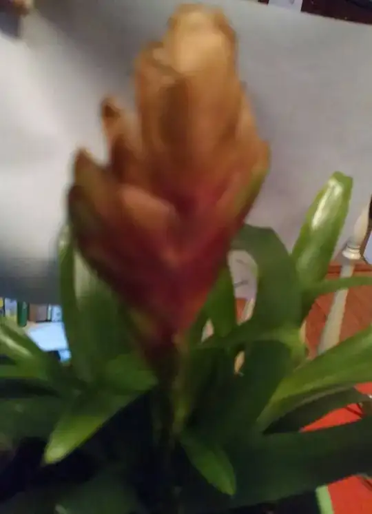 Larger Brom Close up view of Bloom Pic2