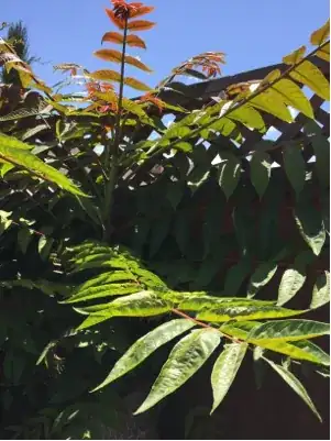 A sucker from a chopped tree