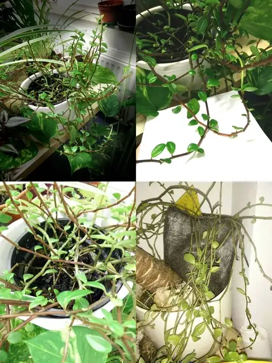 four pictures of the unidentified plant