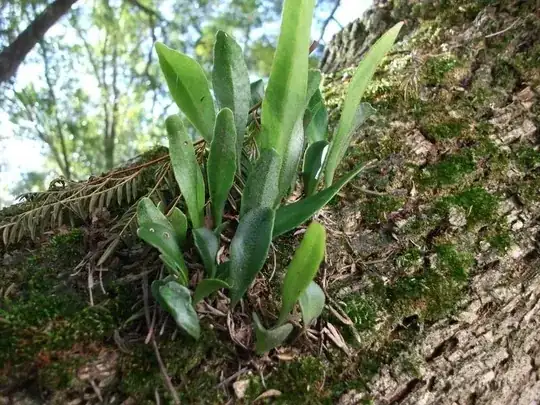 roots and leaves coming out jacaranda tree
