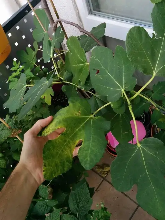 Other leaf in same tree displaying similar symptoms