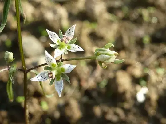 close up of the flower