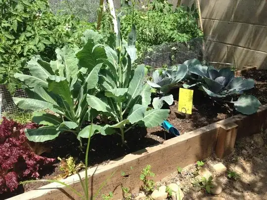 Photographed on a warm sunny day just before being watered, Mesclun, Red Sail, Collards, Arugula and Red Cabbages are growing in an above-ground planter built a couple of months ago in the backyard of a 3-family apartment building in Brooklyn, NY.