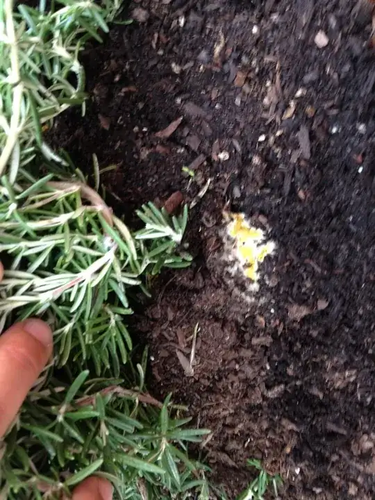 This is to give you an idea of where it is located, that's a rosemary plant and I had to really pull back the plant to see this yellow stuff