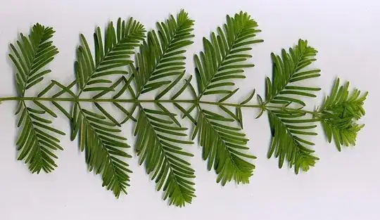 Metasequoia Leaves