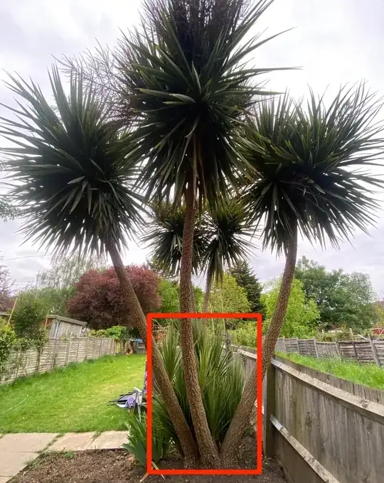 Palm tree with three trunks