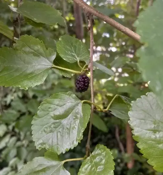 Blackberry-like fruit