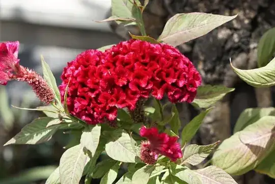 celosia with red flower