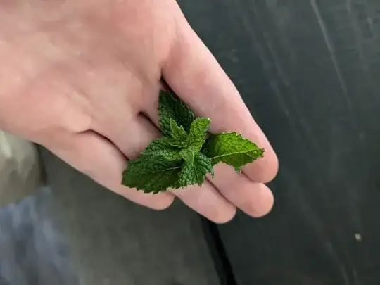 A cluster of young mint leaves, all an e ven deep green color