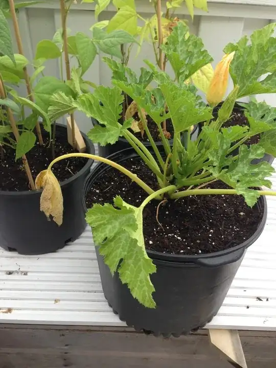 Updated june 19th 2 weeks+ after transplant