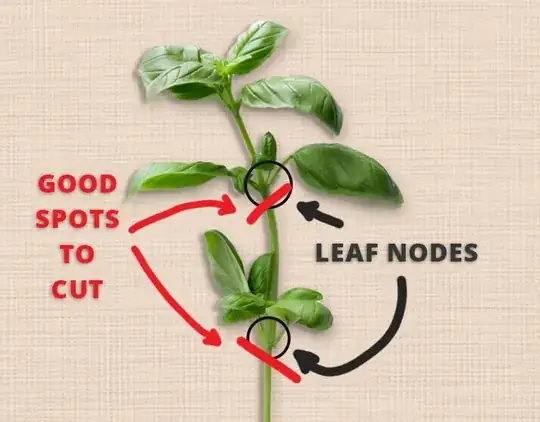 A basil stem showing leaf nodes and goo spots to cut it for propagation