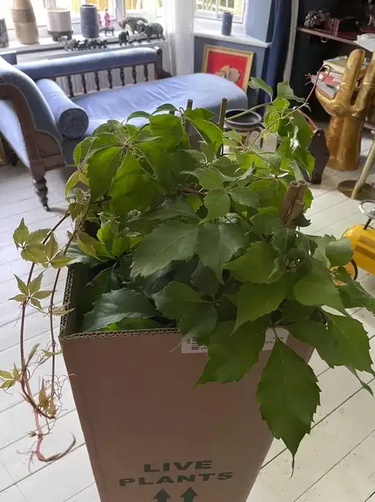 Virginia Creeper has the cluster of leafs