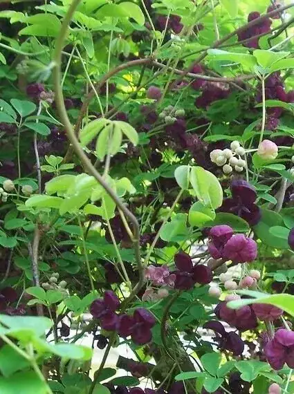 Akebia quinata Chocolate Vine Plant