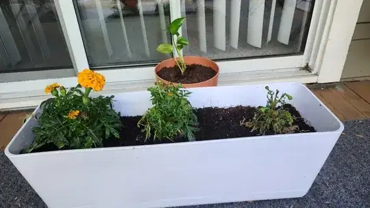 Three Marigolds in a pot