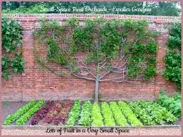 Photo courtesy of http://www.marysbloomers.com/GardenTypes/1espalier.html
