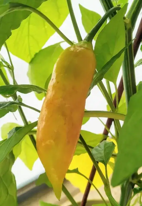 chili smudge example