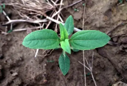 First sprouts from a sunchoke
