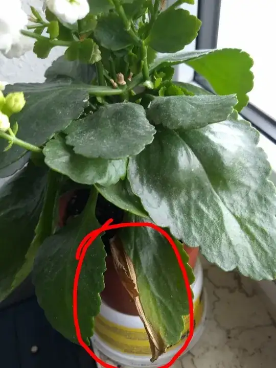 The first leaf which had started turning yellow a couple of weeks back