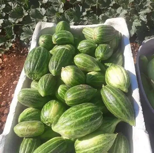 Fruits in a styrofoam box with its vine in the background, next to a container of snake cucumbers