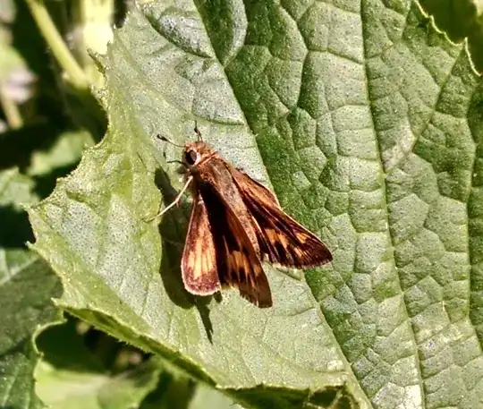 flying insect (moth or butterfly?) on Zucchini plant