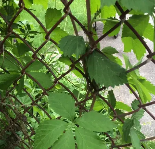 Climbing vine