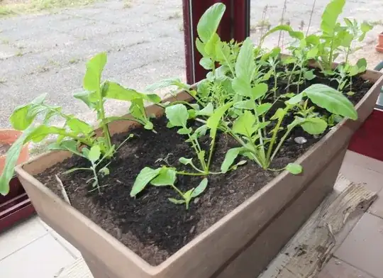 compost with garden seeds