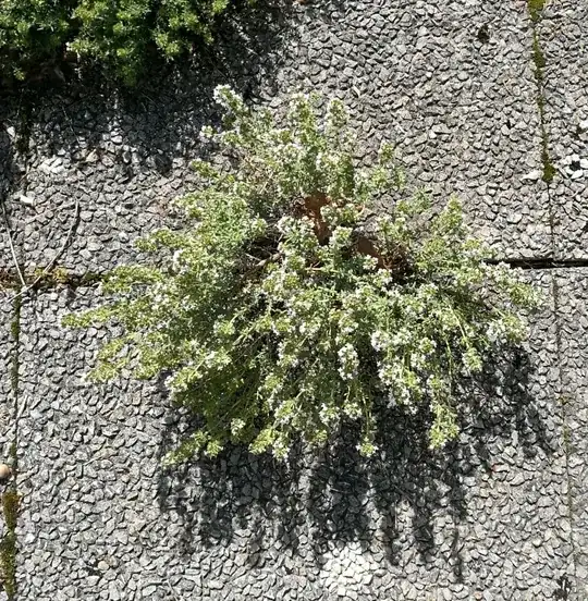 Thyme on my terrace